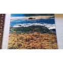 OCEAN   